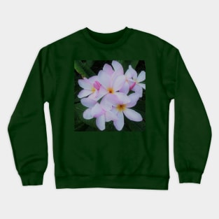 Colorful Tropical Plumeria, Frangipani, Nature Photography  White, Yellow, Pink Flowers Green Background Crewneck Sweatshirt